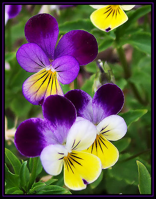 Tiny Pansies