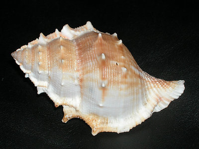 Sea Shell