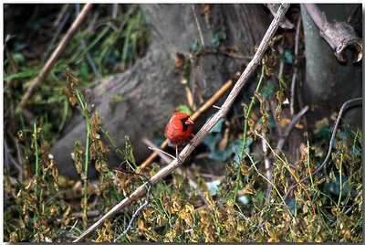 Cardinal