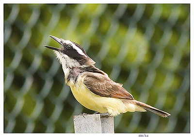 Singing  a song