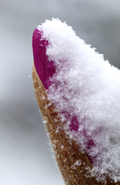 Snowy Magnolia Bud