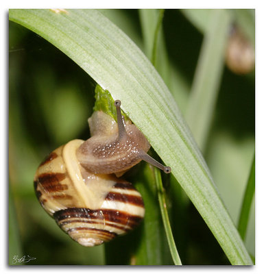 Zero-G Snail