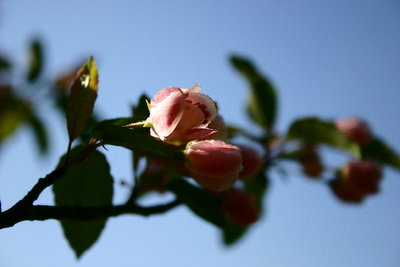 apple blossom pink