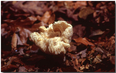 The Fungus Amungus
