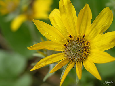 wild daisy