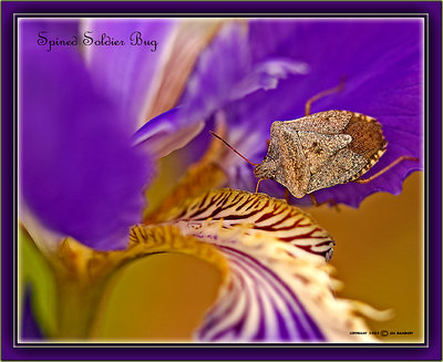 Spined Soldier Bug