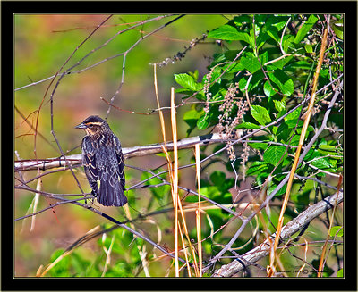 Female Red Winged Blackbird