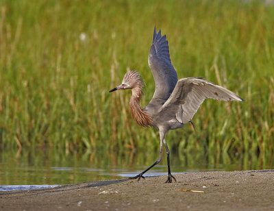 Reddish Egret