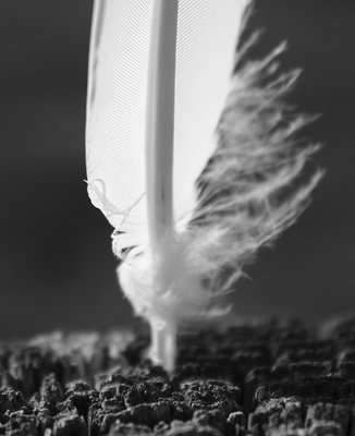 Feather