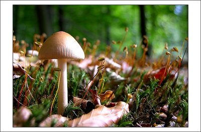 Mushroom & Moss