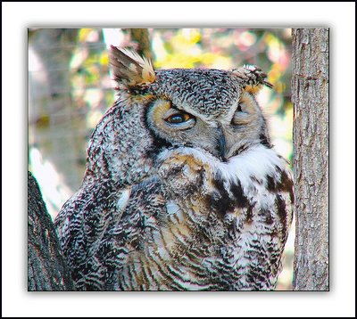 Horned Eared Owl