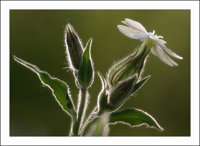 White campion