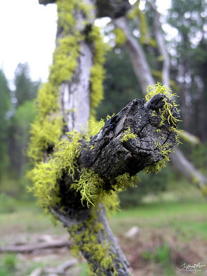 another mossy branch