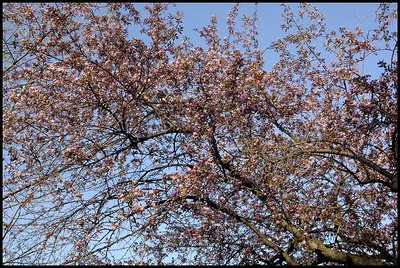 Short Leaves
