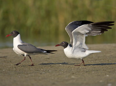 Running Gulls