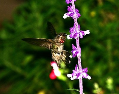 Hummer Time  XV