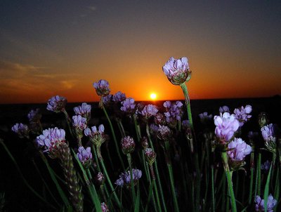 flowers in the sun