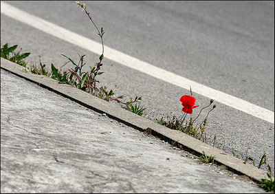 bordo strada