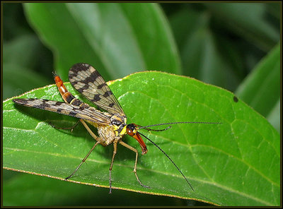 Scorpion Fly