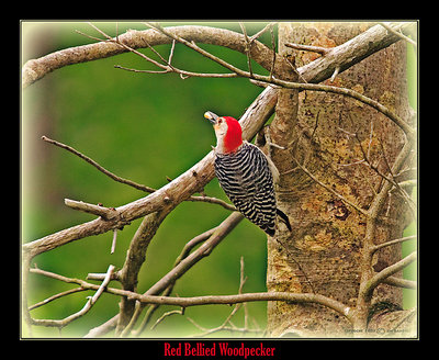 Red Bellied Woodpecker