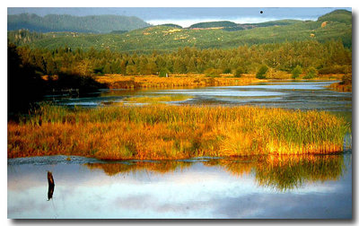 Colorful Marsh