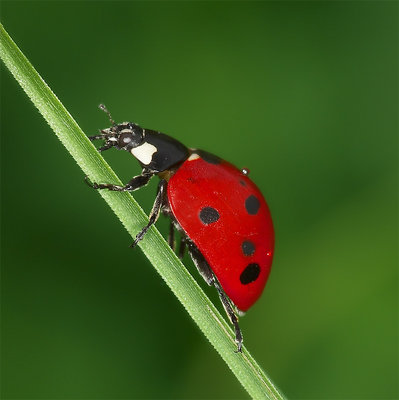 Ladybug #3