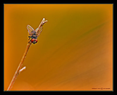 Fly On A Stick