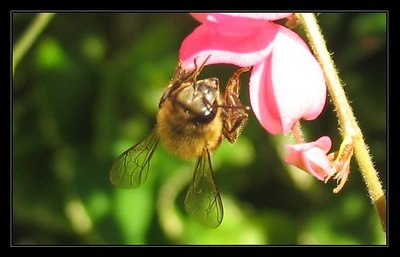 bee