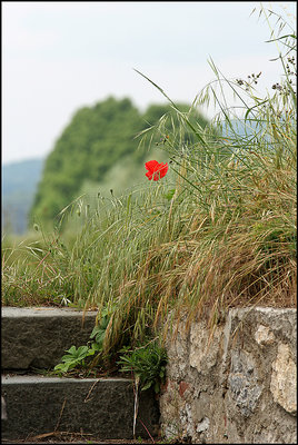 sul poggio