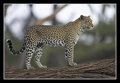 Leopard Standing on Log