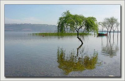 Lake, Sandalwood, Trees and Reflexion