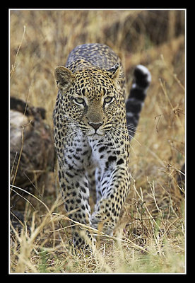Leopard Coming