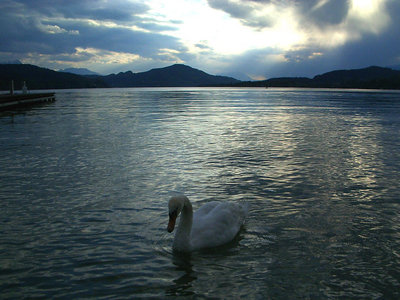 swan lake 2