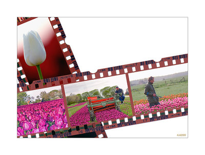 Tulip farmer series