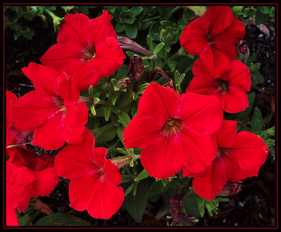 Red Bunch