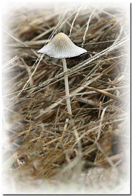 Toadstool.