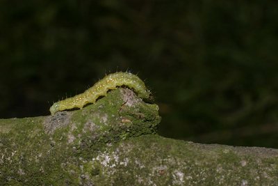 Caterpillar