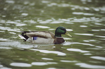 Duck in a Pond