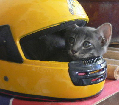 Cat in Helmet