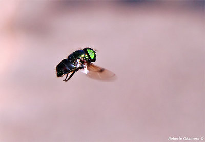 .:: The Fly #2 ::.