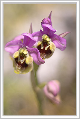 Orchids of The Torcal
