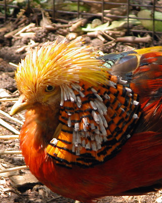 Pretty birdie