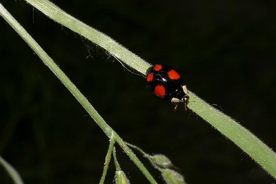 Bug