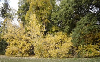 Fall in Mendoza II