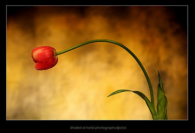 -- tulip --