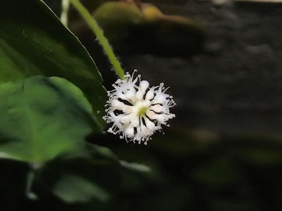 Micro bloom