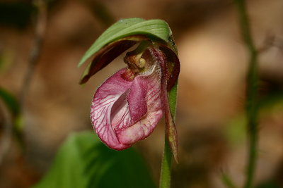 WV orchid- lady slipper