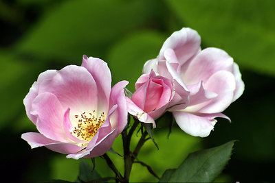 trio of roses