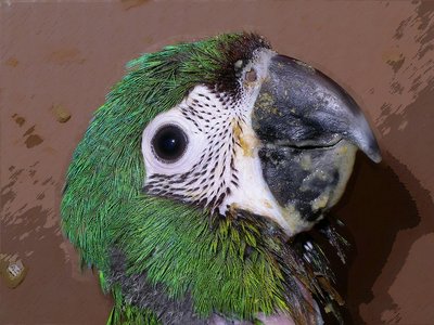 baby guacamaya