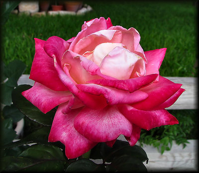 Double Delight Rose Next Day